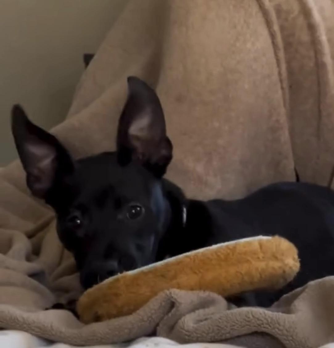 Cade, Adoptable, Puppy Female Pit Bull Terrier & Pembroke Welsh Corgi.