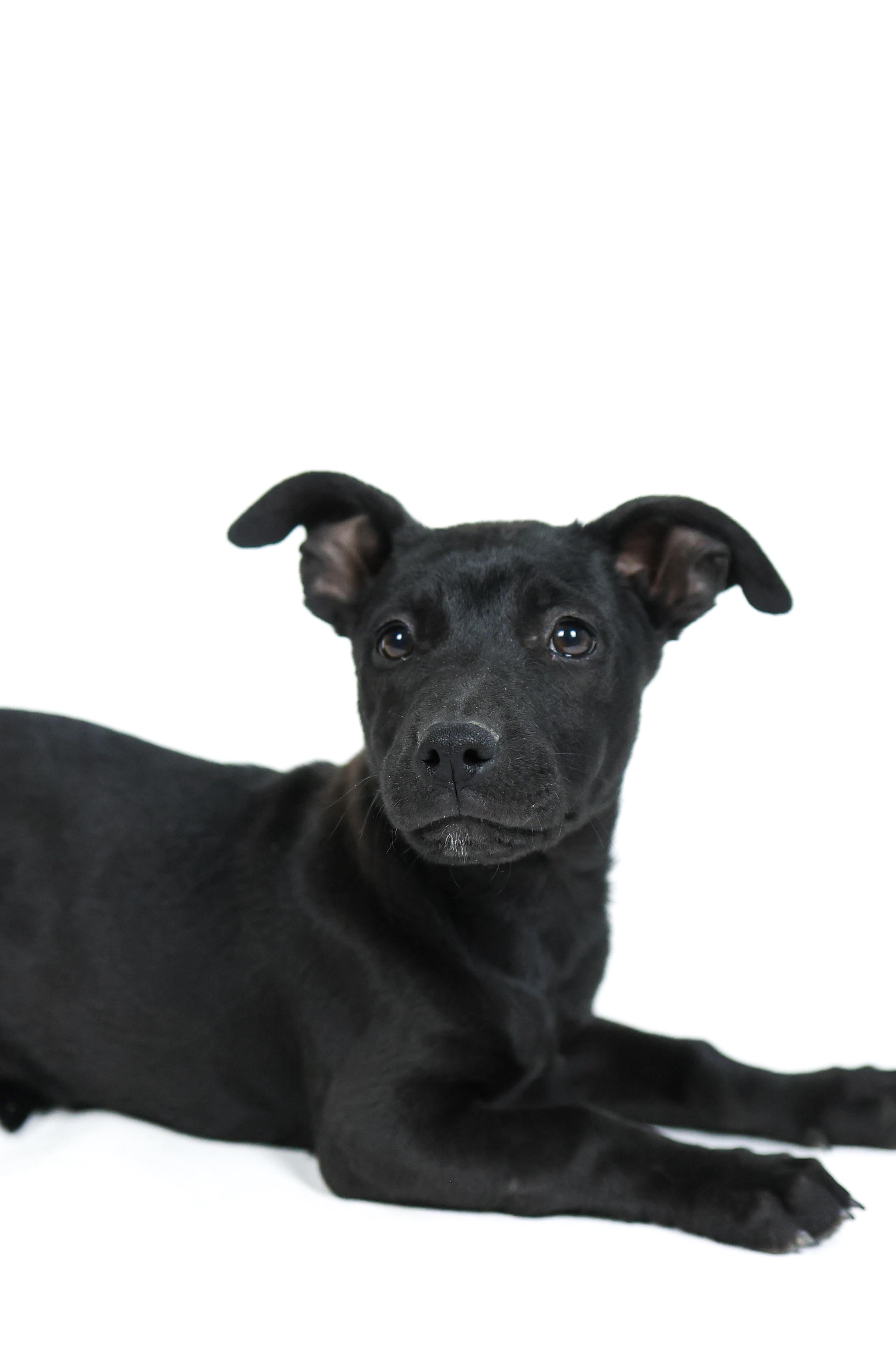 Enlarge Cade, a Adoptable mixed breed in Palm desert, CA image 3/3