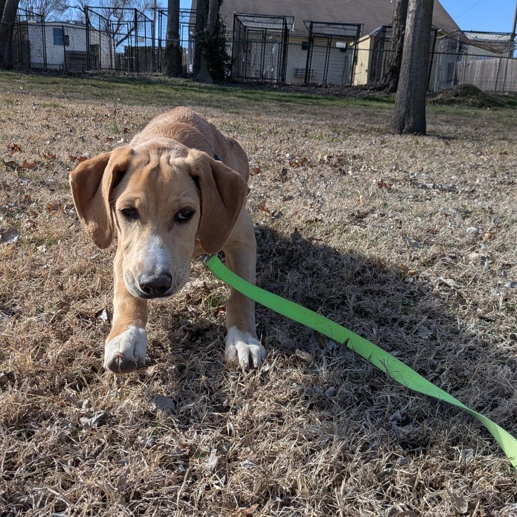 Diamond, Adoptable, Puppy Female Mixed Breed.