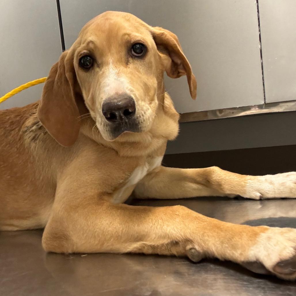 Diamond, Adoptable, Puppy Female Mixed Breed.