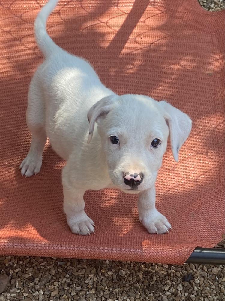 Snow, Adopted, Puppy Male Dalmatian & Border Collie.