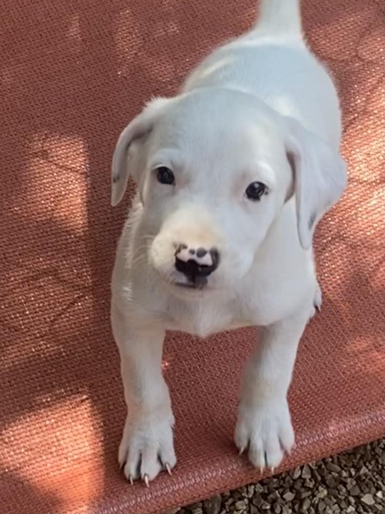 Enlarge Snow, a Adopted mixed breed in Bolivar, MO image 2/4