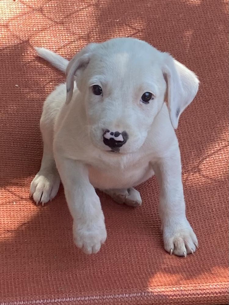 Enlarge Snow, a Adopted mixed breed in Bolivar, MO image 3/4