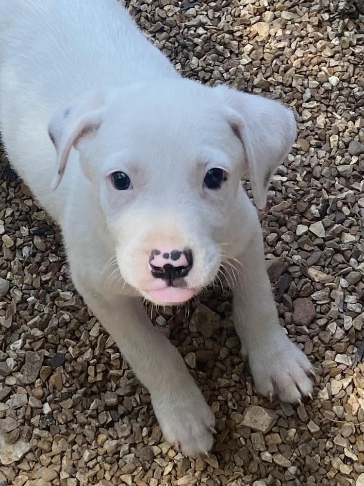 Enlarge Snow, a Adopted mixed breed in Bolivar, MO image 4/4