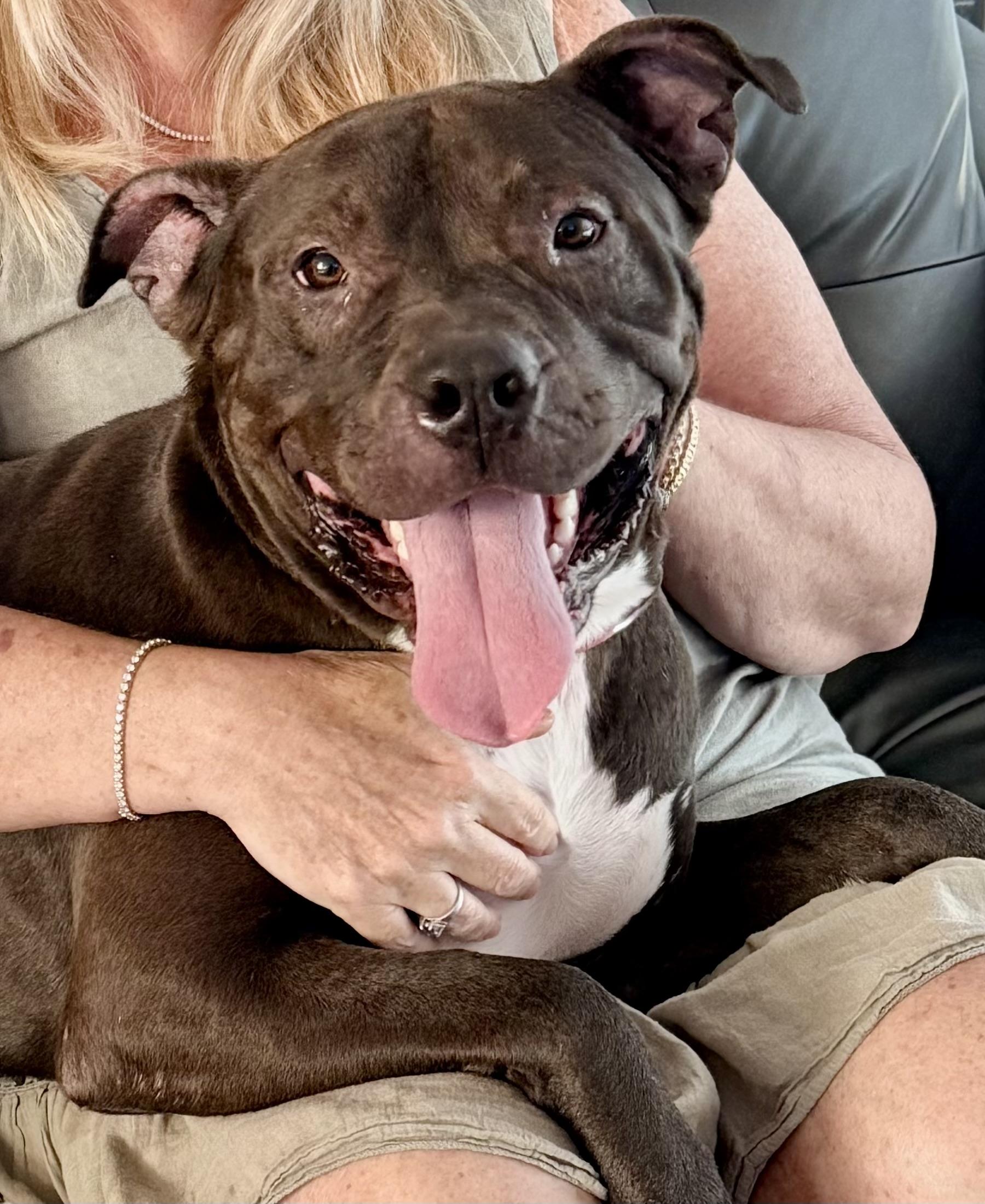 Enlarge King, a ADOPTABLE Mixed Breed in westport, CT image 6/6
