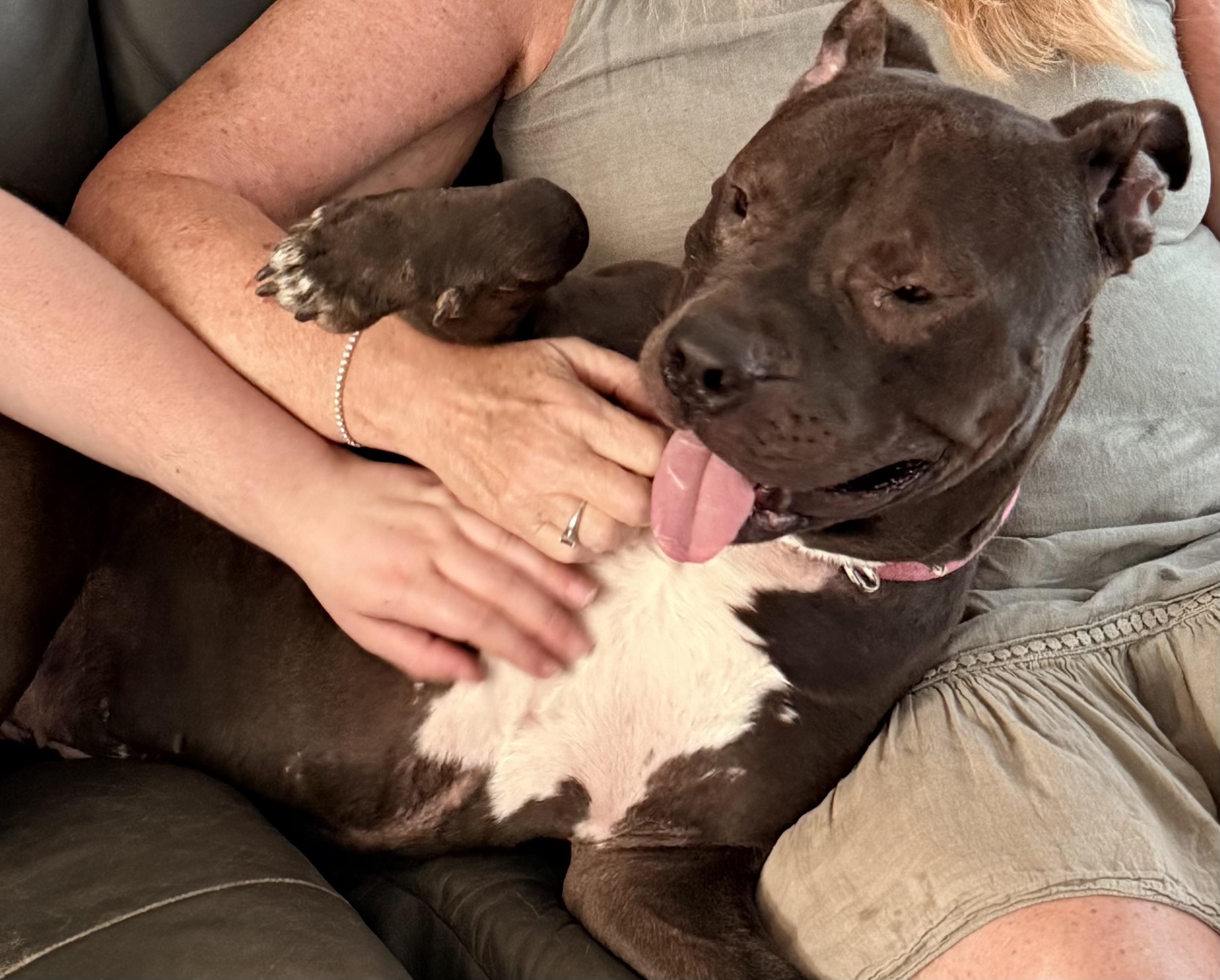 Enlarge King, a ADOPTABLE Mixed Breed in westport, CT image 5/6