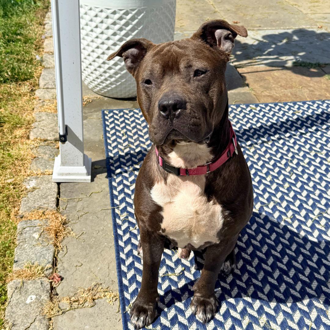 Enlarge King, a ADOPTABLE Mixed Breed in westport, CT image 4/6