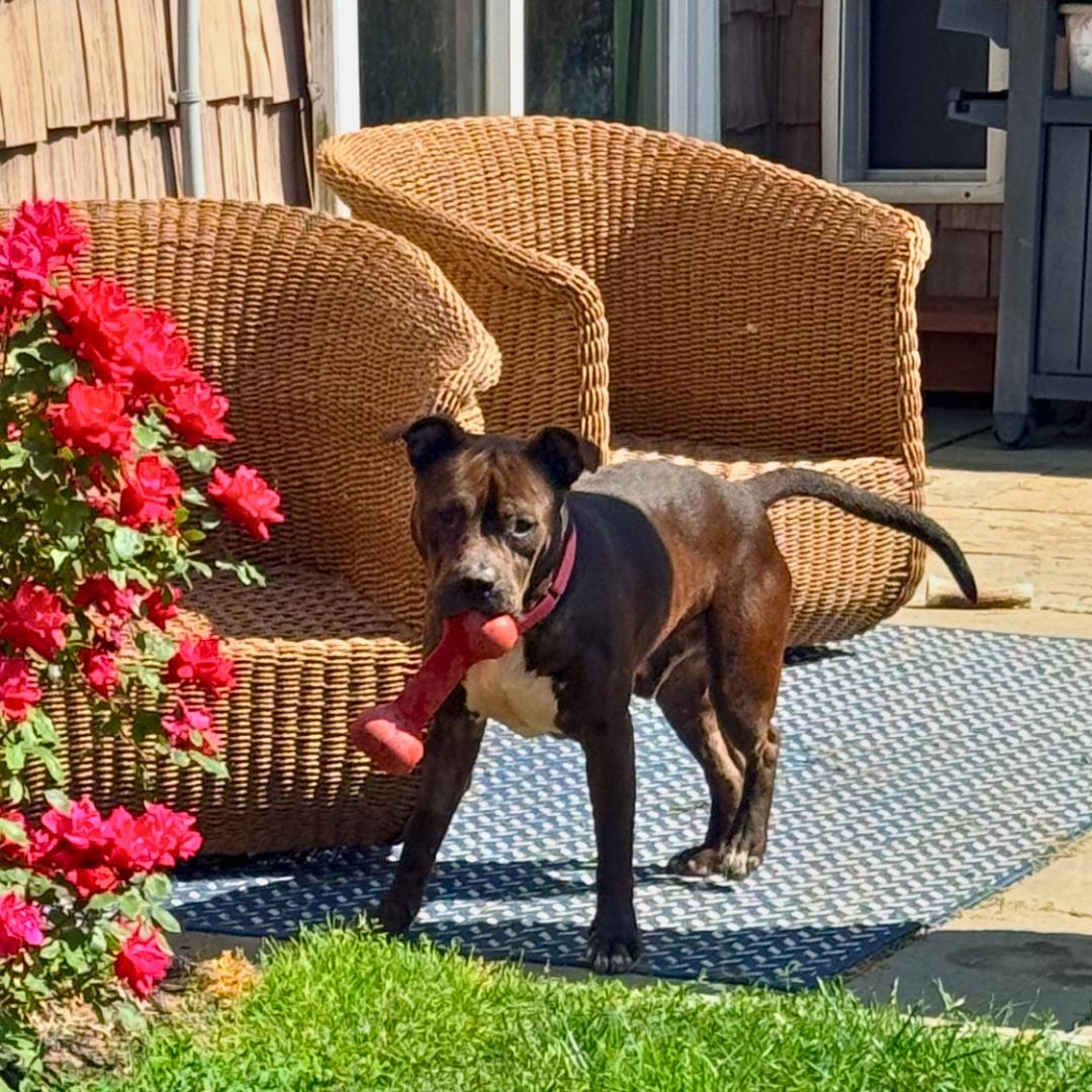 Enlarge King, a ADOPTABLE Mixed Breed in westport, CT image 3/6