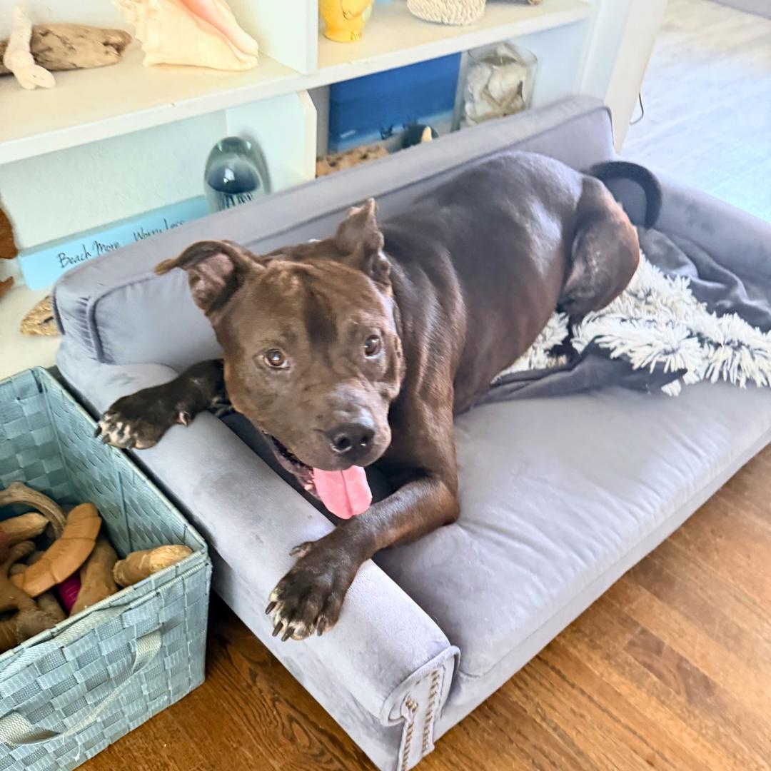 Enlarge King, a ADOPTABLE Mixed Breed in westport, CT image 2/6