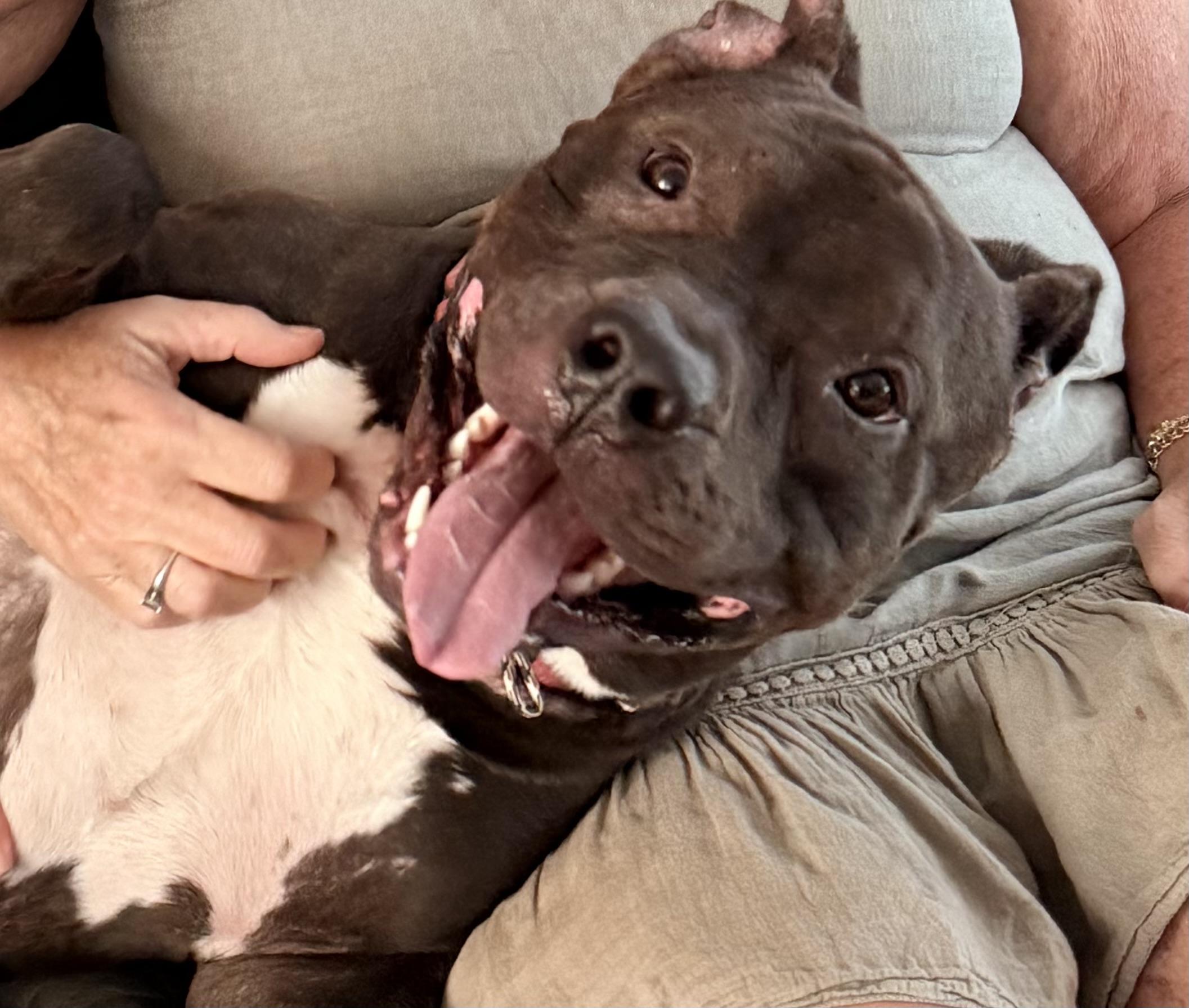 King, ADOPTABLE, Young Male Mixed Breed.