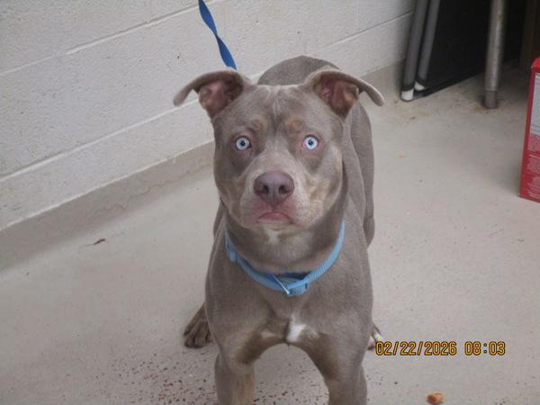 Enlarge Shelton (60), a Adoptable mixed breed in Marietta, GA image 1/1