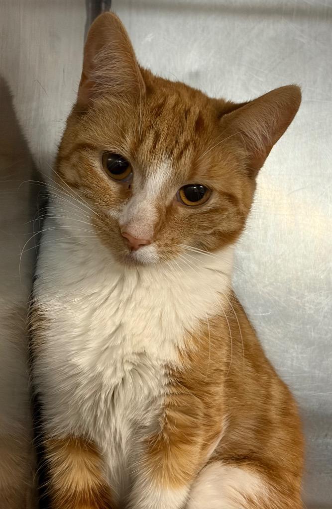 Enlarge Kinkerton, a Adopted mixed breed in Huntington, IN image 1/2