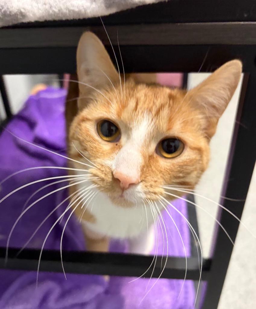 Enlarge Kinkerton, a Adopted mixed breed in Huntington, IN image 2/2