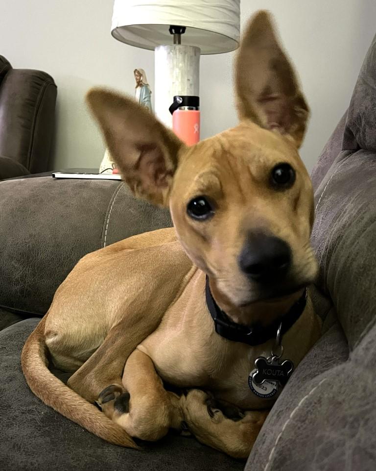 Enlarge Koda, a ADOPTABLE mixed breed in White Plains, NY image 2/4