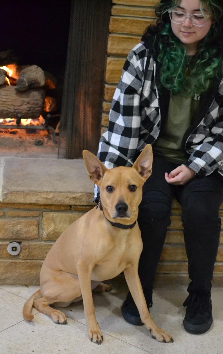 Enlarge Koda, a ADOPTABLE mixed breed in White Plains, NY image 4/4