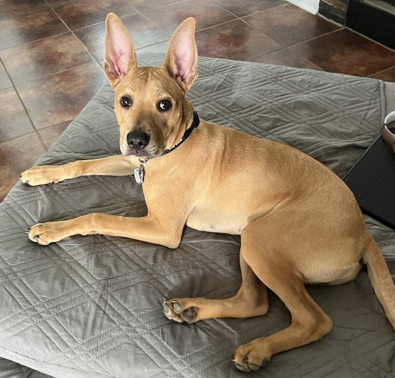 Enlarge Koda, a ADOPTABLE mixed breed in White Plains, NY image 3/4