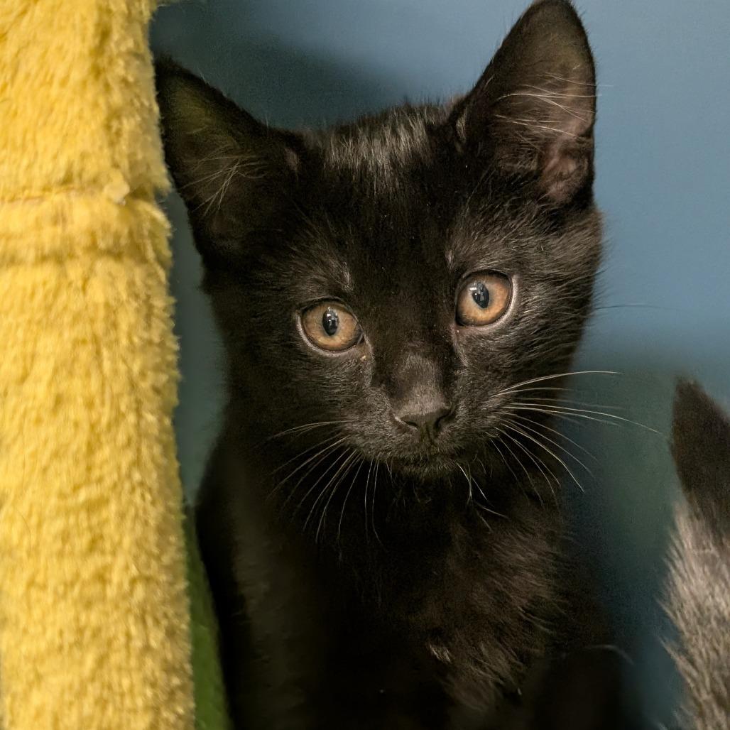 Eeyore, Adoptable, Kitten Male Domestic Short Hair.