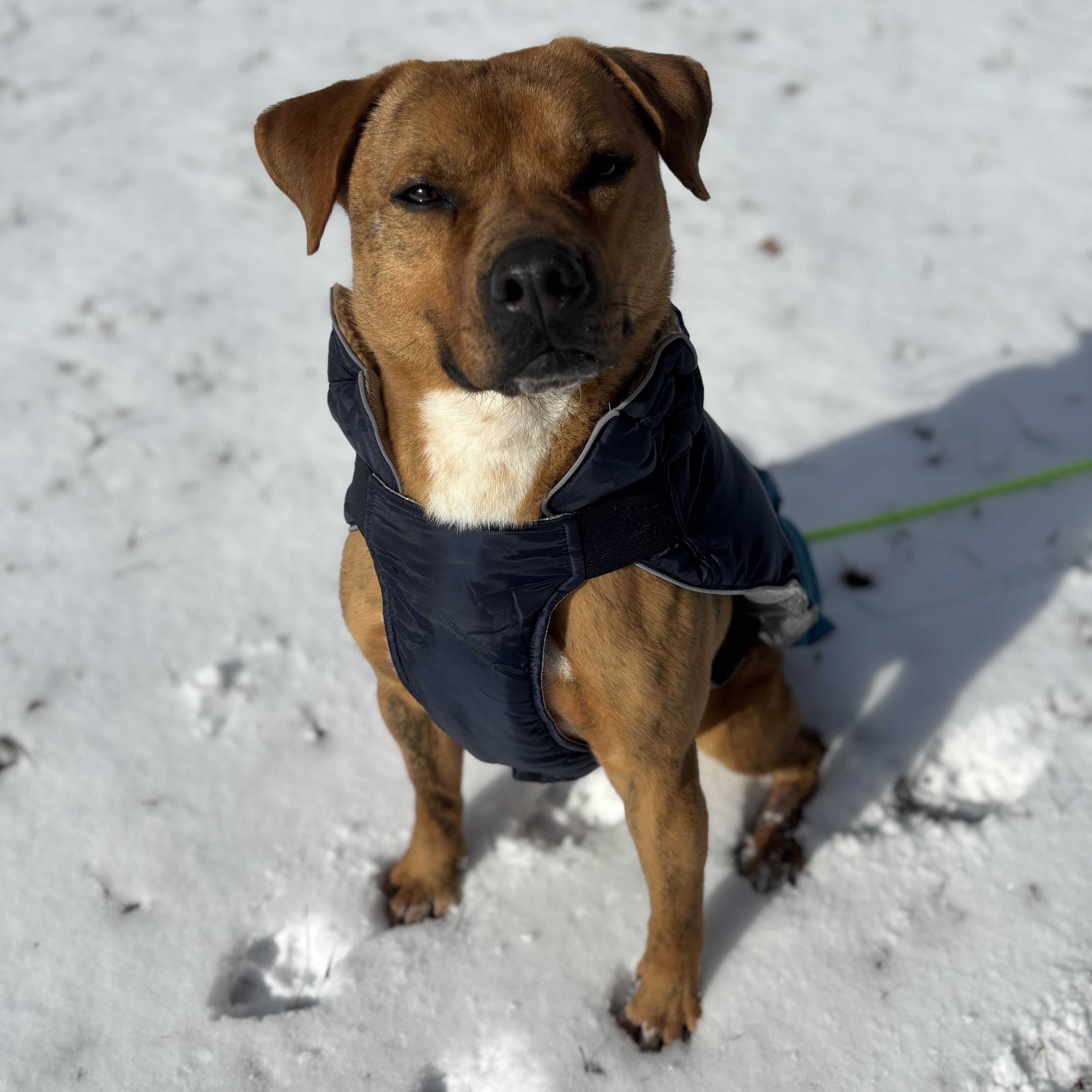 Rubble, a Adoptable mixed breed in Bear, DE image 2/6