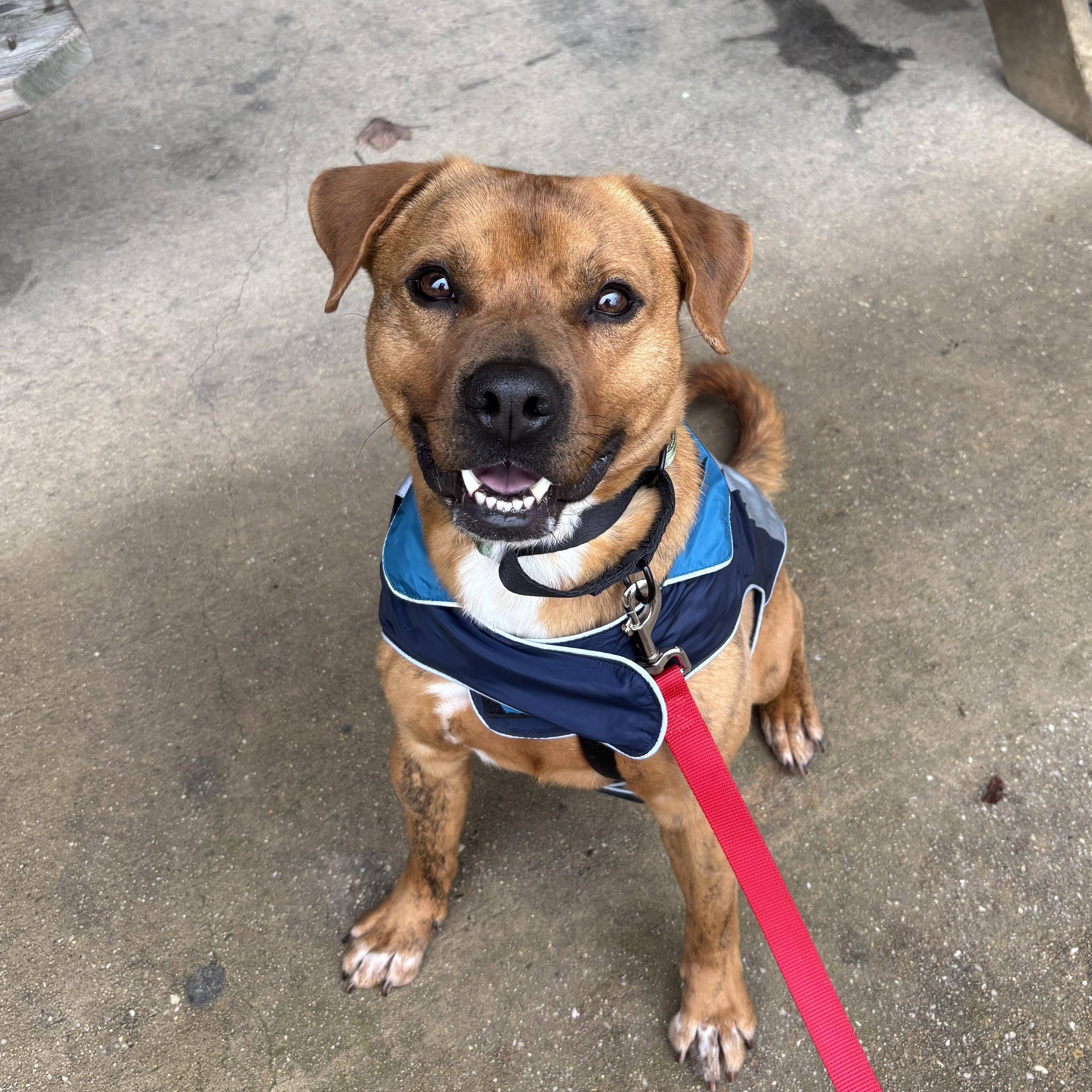 Rubble, Adoptable, Adult Male Beagle & Pit Bull Terrier.