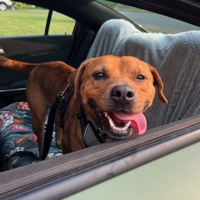 Rubble, a Adoptable mixed breed in Bear, DE image 6/6