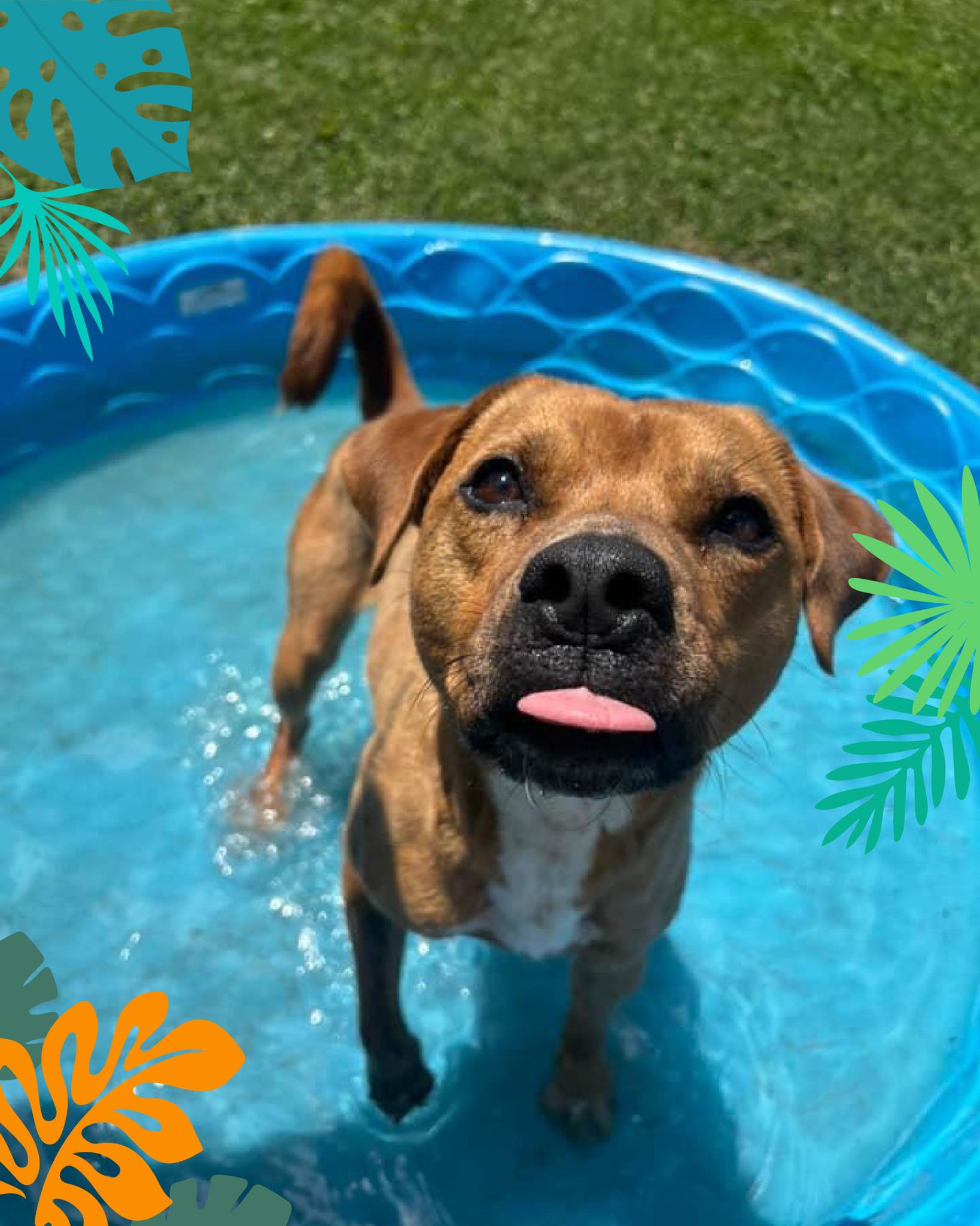 Rubble, a Adoptable mixed breed in Bear, DE image 5/6