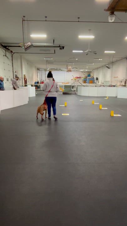 Enlarge Rubble, a Adoptable mixed breed in Bear, DE video 4/6