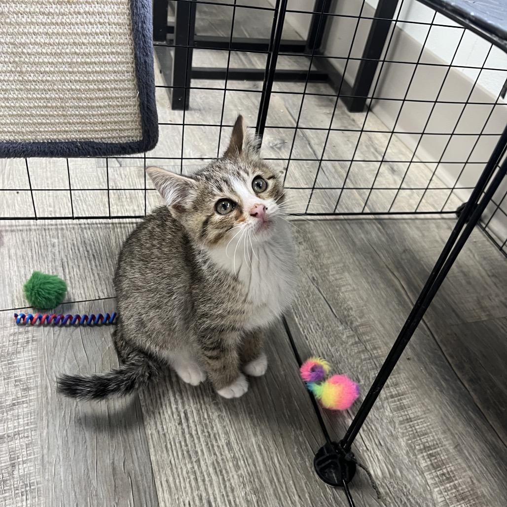 Lighting, a ADOPTABLE Domestic Short Hair in Crookston, MN image 3/4