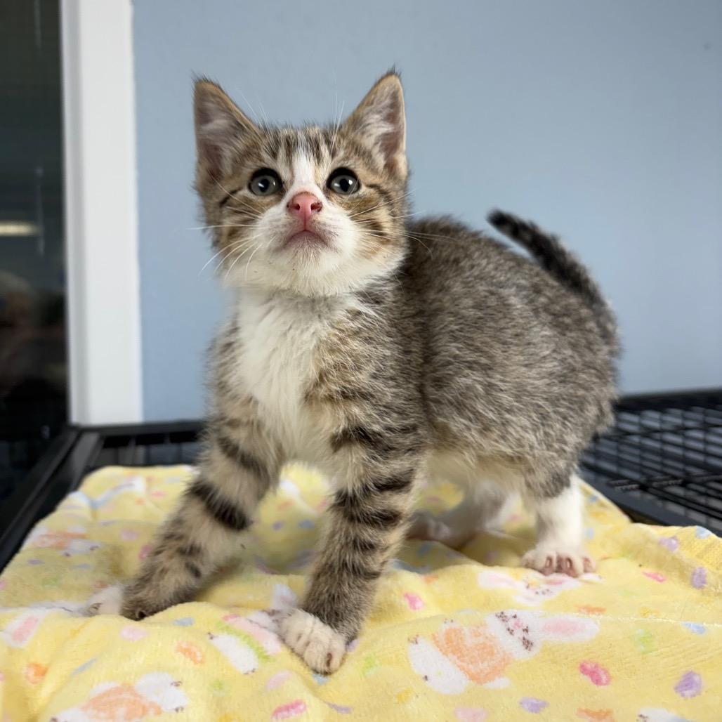 Lighting, a ADOPTABLE Domestic Short Hair in Crookston, MN image 2/4