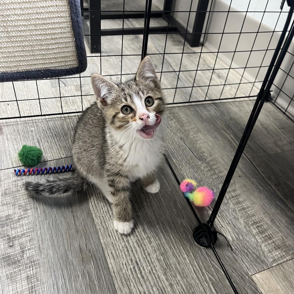 Lighting, a ADOPTABLE Domestic Short Hair in Crookston, MN image 4/4