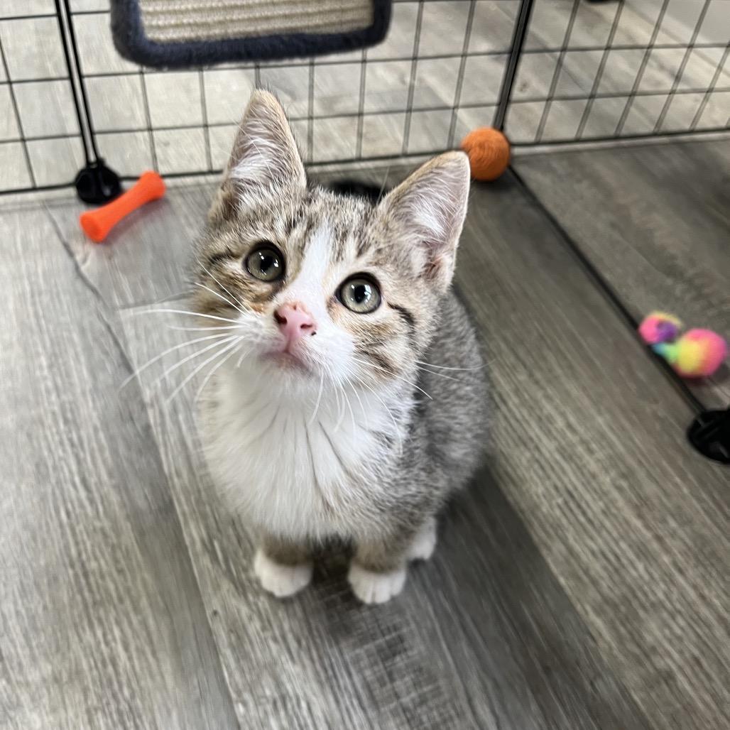 Lighting, ADOPTABLE, Young Male Domestic Short Hair.