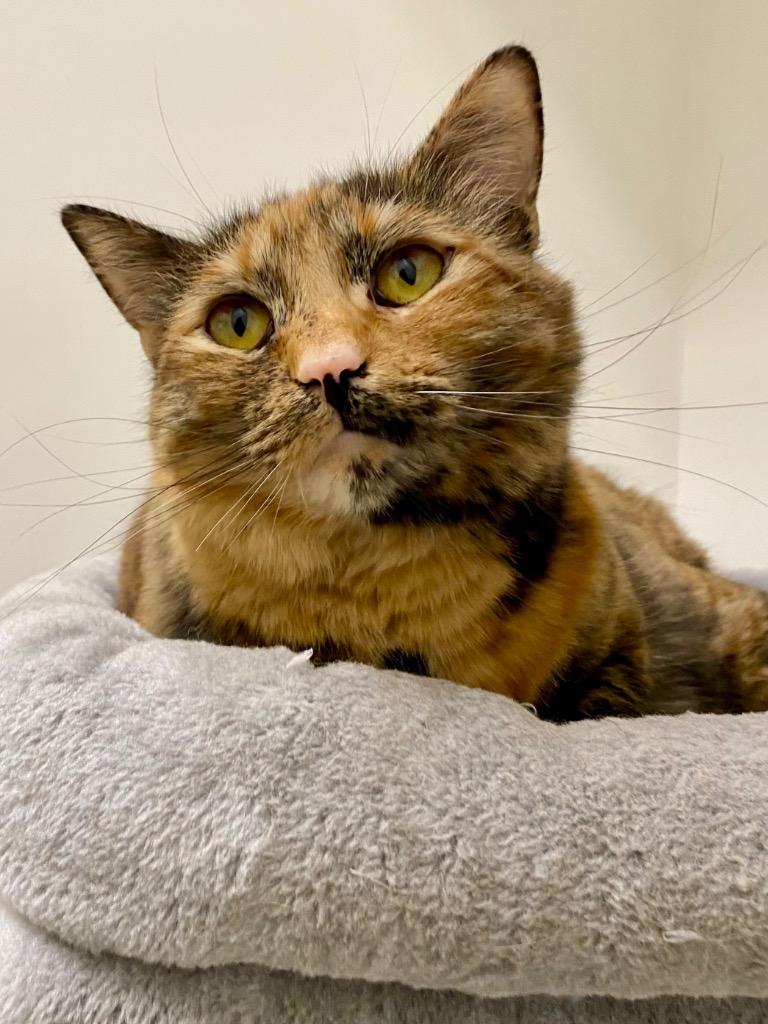 Nala, Adoptable, Young Female Domestic Medium Hair.