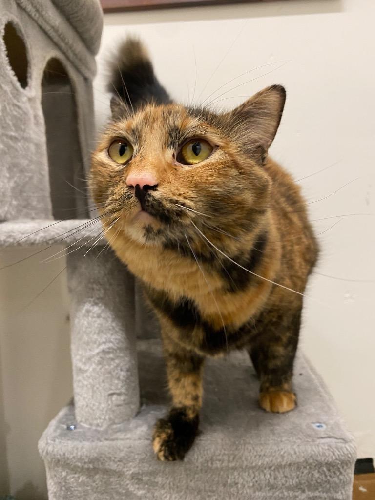 Nala, a Adoptable mixed breed in Napa, CA image 2/3