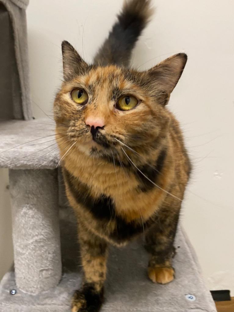 Nala, a Adoptable mixed breed in Napa, CA image 3/3