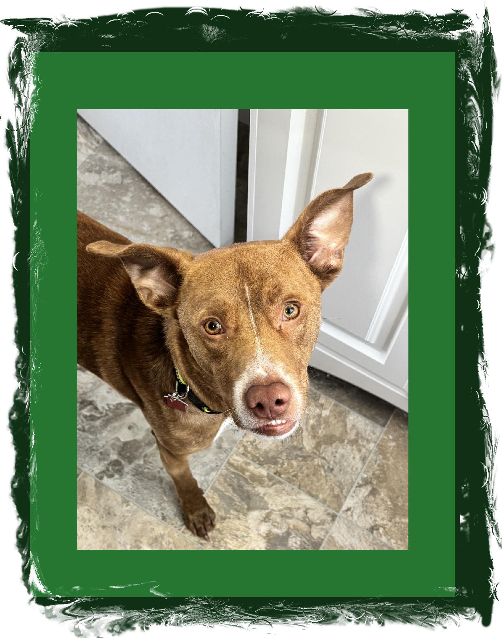 Enlarge Dobie GREAT Family Dog, a Adoptable mixed breed in Lake Geneva, WI image 1/5