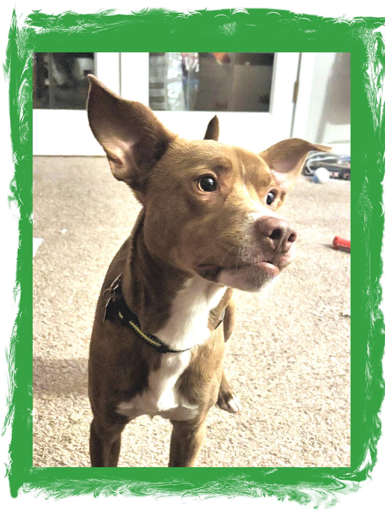 Enlarge Dobie GREAT Family Dog, a Adoptable mixed breed in Lake Geneva, WI image 3/5