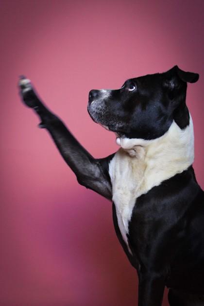 Zoey, Adopted, Adult Female Pit Bull Terrier.