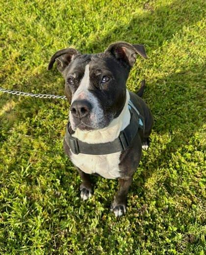 Enlarge Zoey, a Adopted mixed breed in Visalia, CA image 2/3