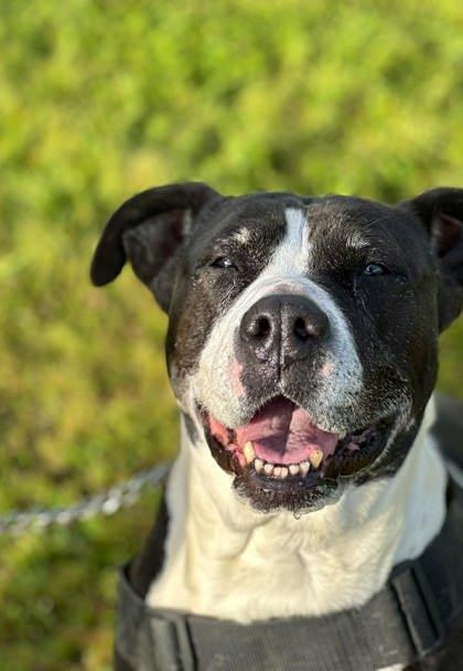Enlarge Zoey, a Adopted mixed breed in Visalia, CA image 3/3