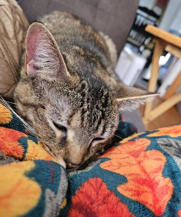 Minnie, a Adoptable Domestic Short Hair in Blackwood, NJ image 1/3