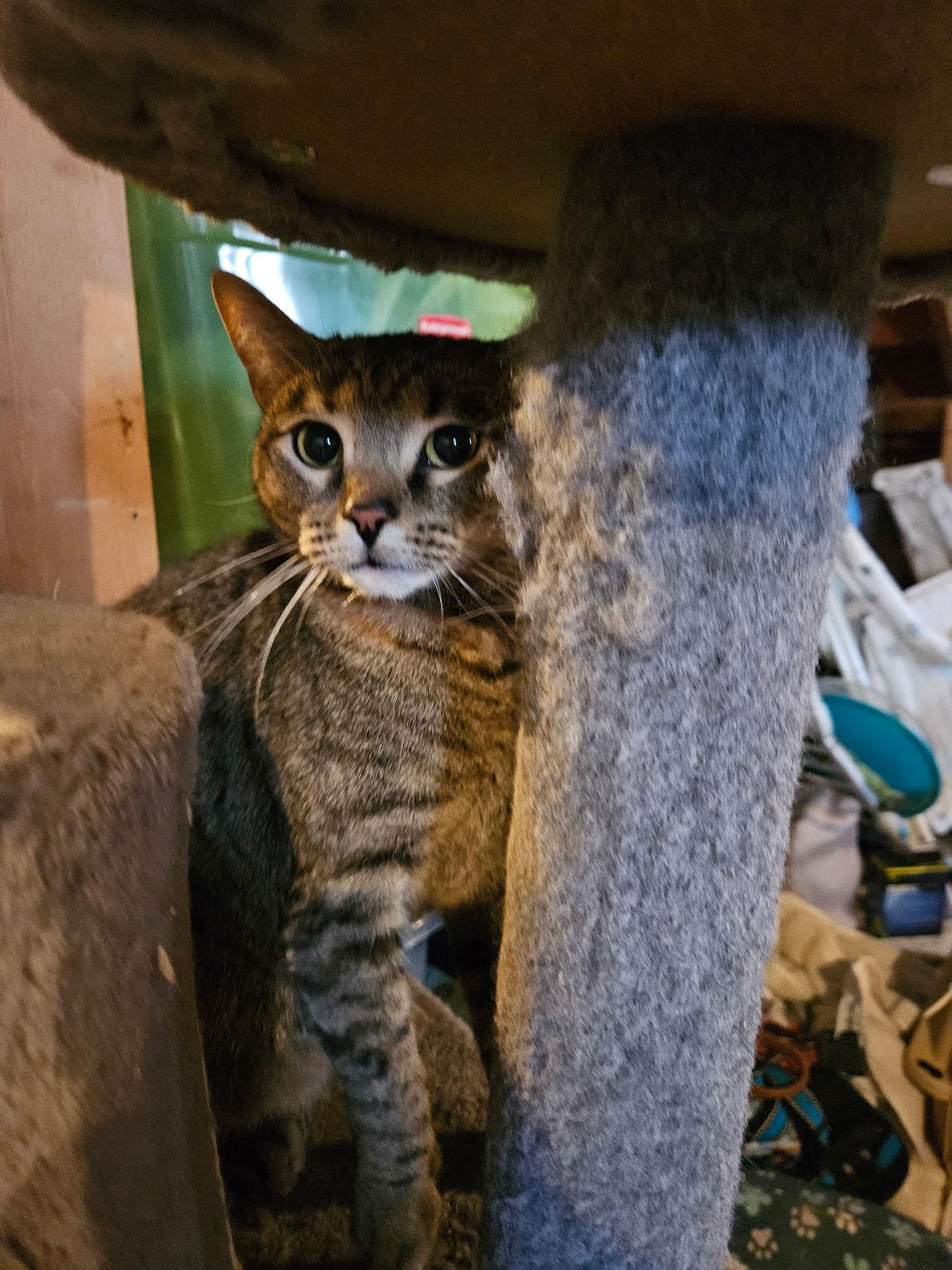 Enlarge Minnie, a Adoptable Domestic Short Hair in Blackwood, NJ image 1/3