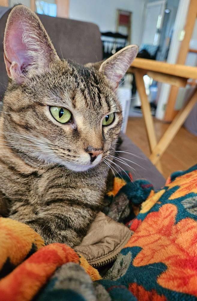 Minnie, a Adoptable Domestic Short Hair in Blackwood, NJ image 2/3