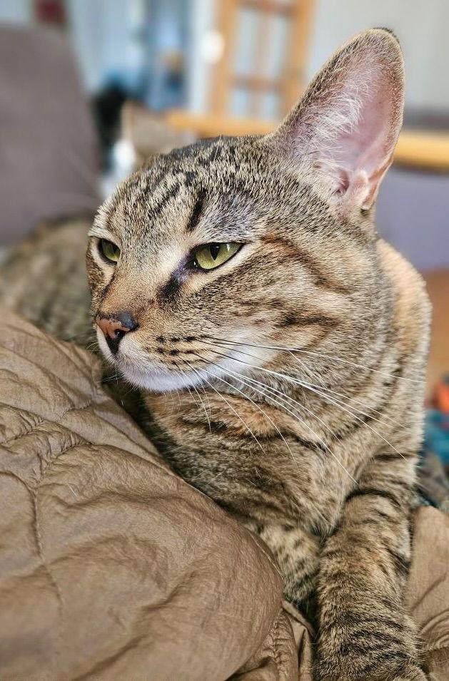 Minnie, a Adoptable Domestic Short Hair in Blackwood, NJ image 3/3