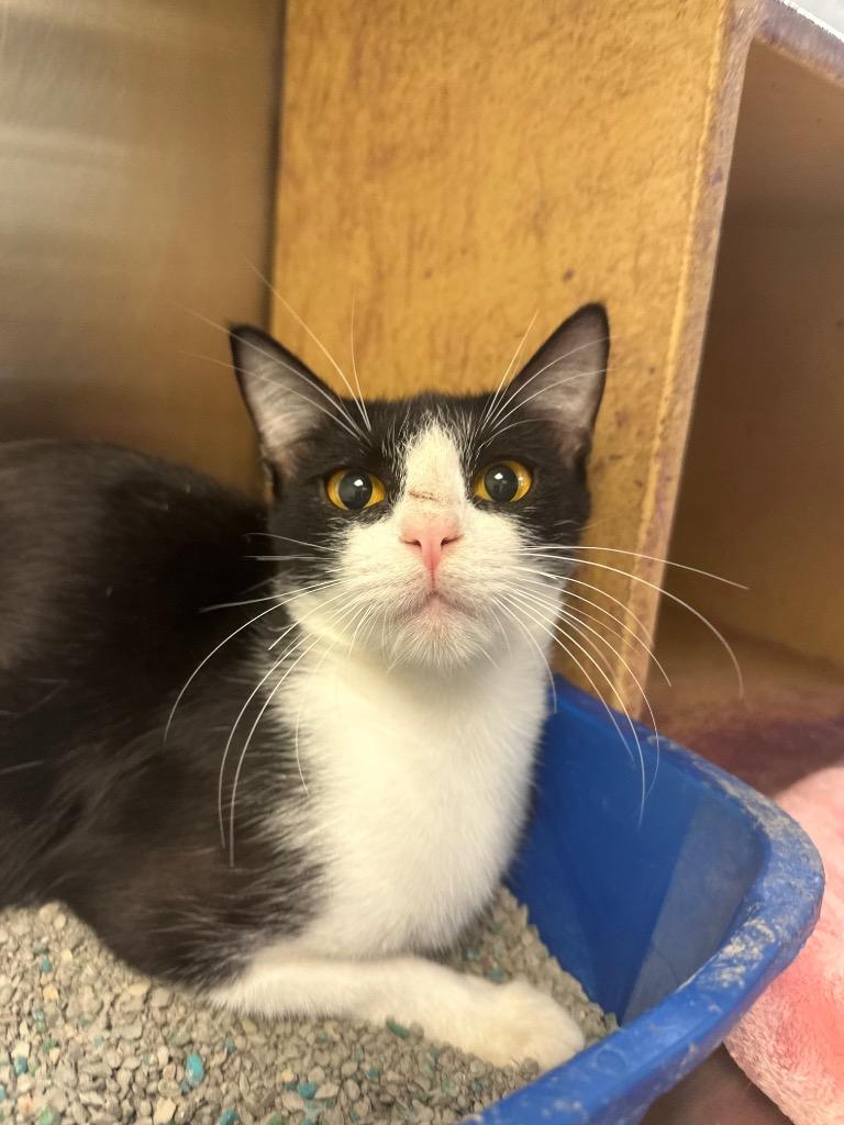 Enlarge Scoria, a Adoptable mixed breed in Corpus Christi, TX image 1/3