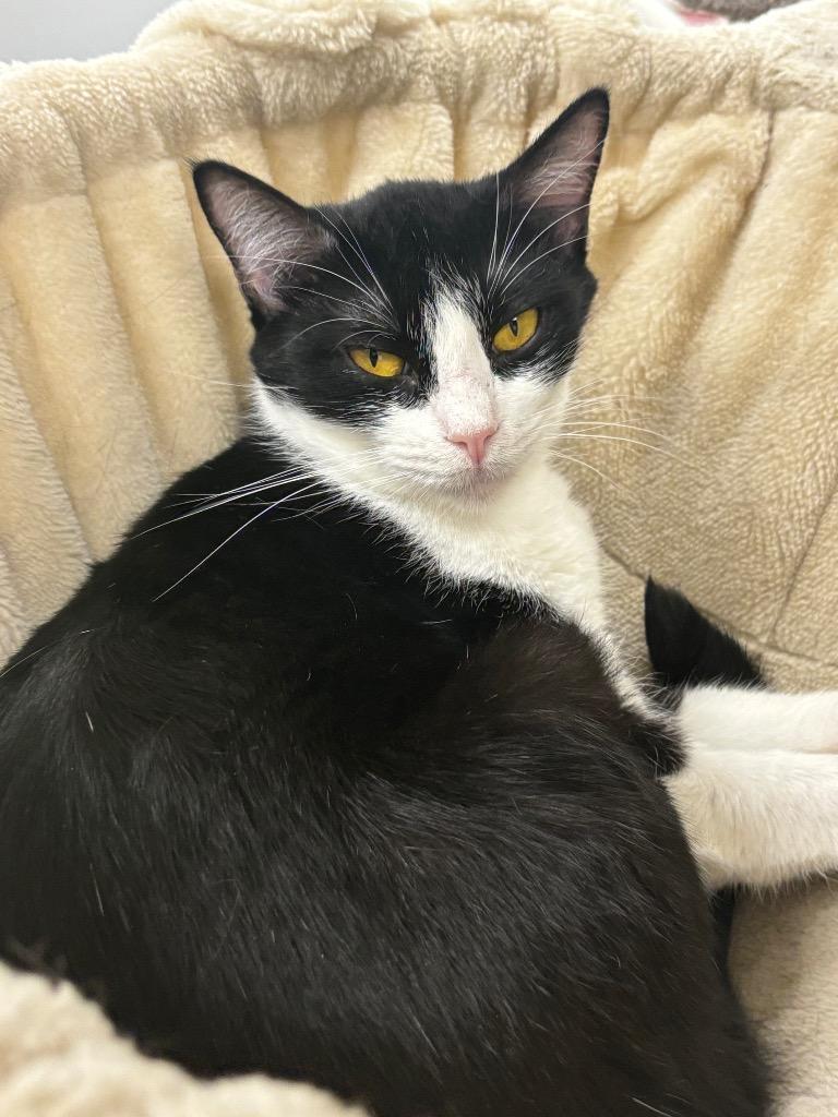 Enlarge Scoria, a Adoptable mixed breed in Corpus Christi, TX image 2/3