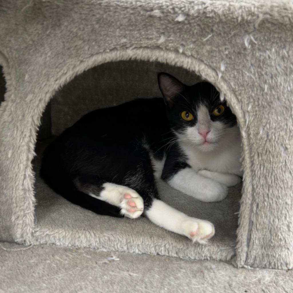 Enlarge Scoria, a Adoptable mixed breed in Corpus Christi, TX image 3/3