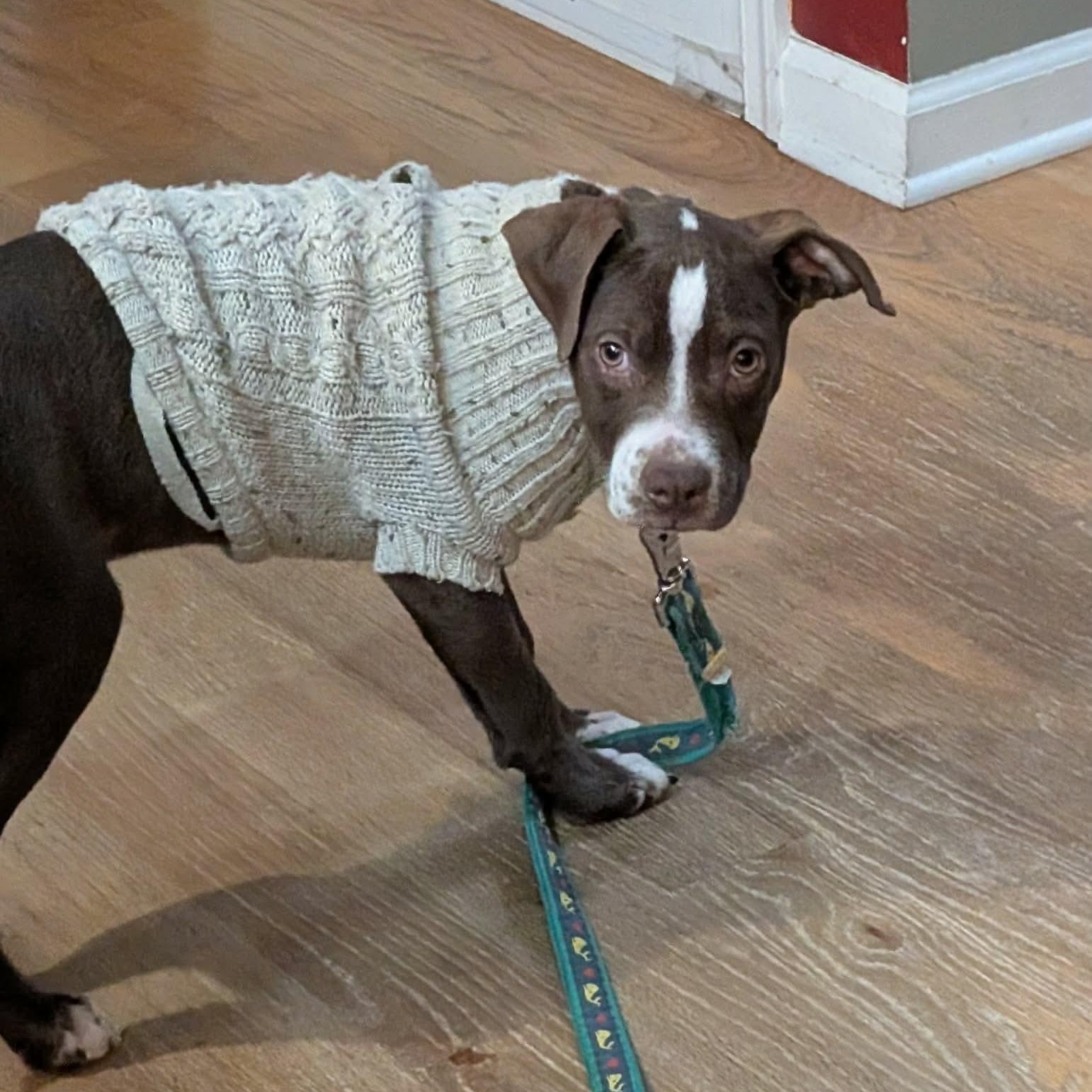 Enlarge Brussel Sprout, a ADOPTABLE mixed breed in Bethlehem, PA image 5/6