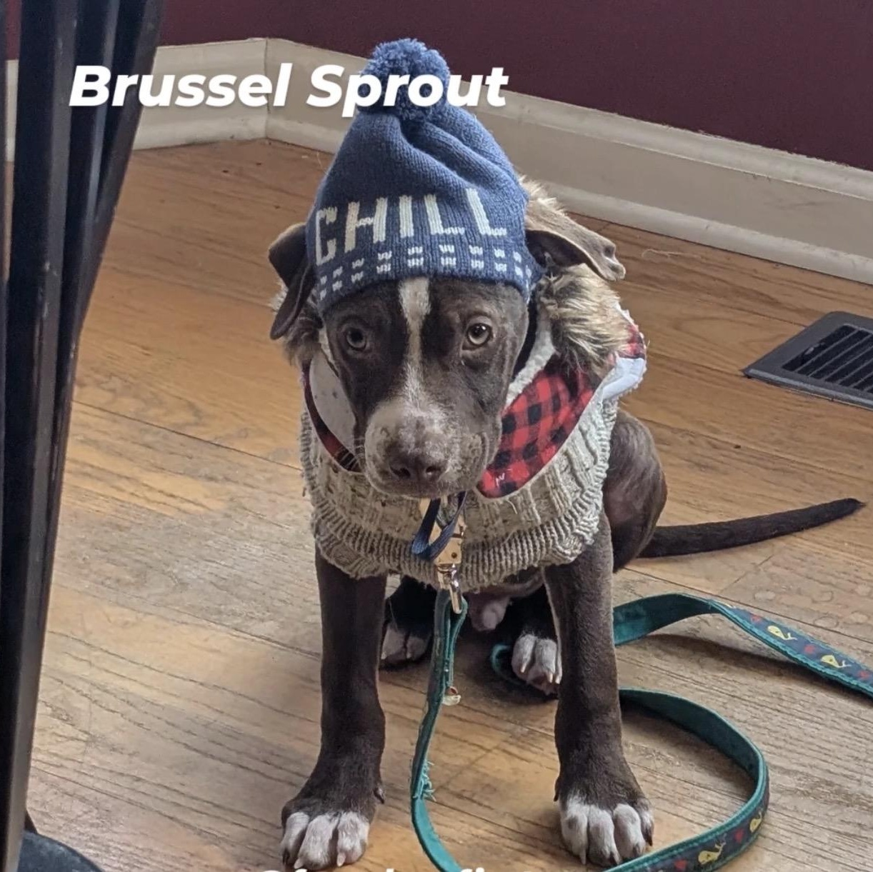 Enlarge Brussel Sprout, a ADOPTABLE mixed breed in Bethlehem, PA image 1/6