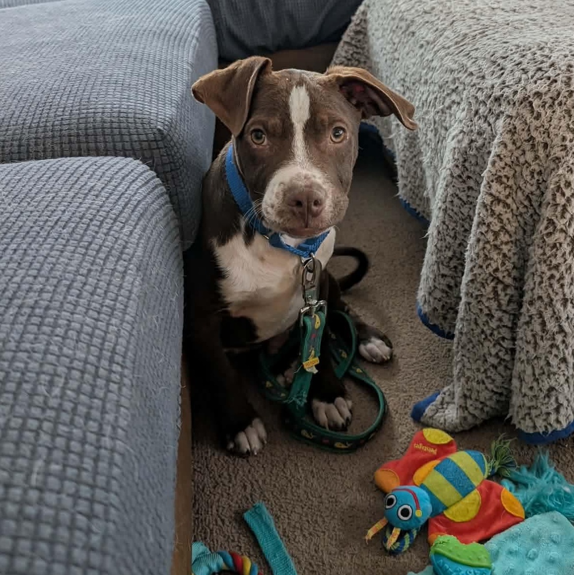 Brussel Sprout thumbnail 3