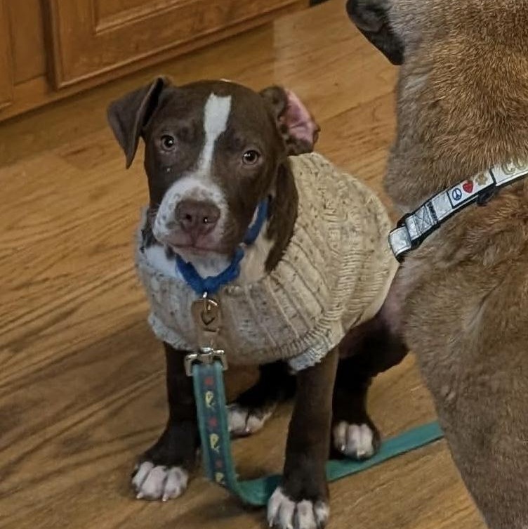 Enlarge Brussel Sprout, a ADOPTABLE mixed breed in Bethlehem, PA image 4/6