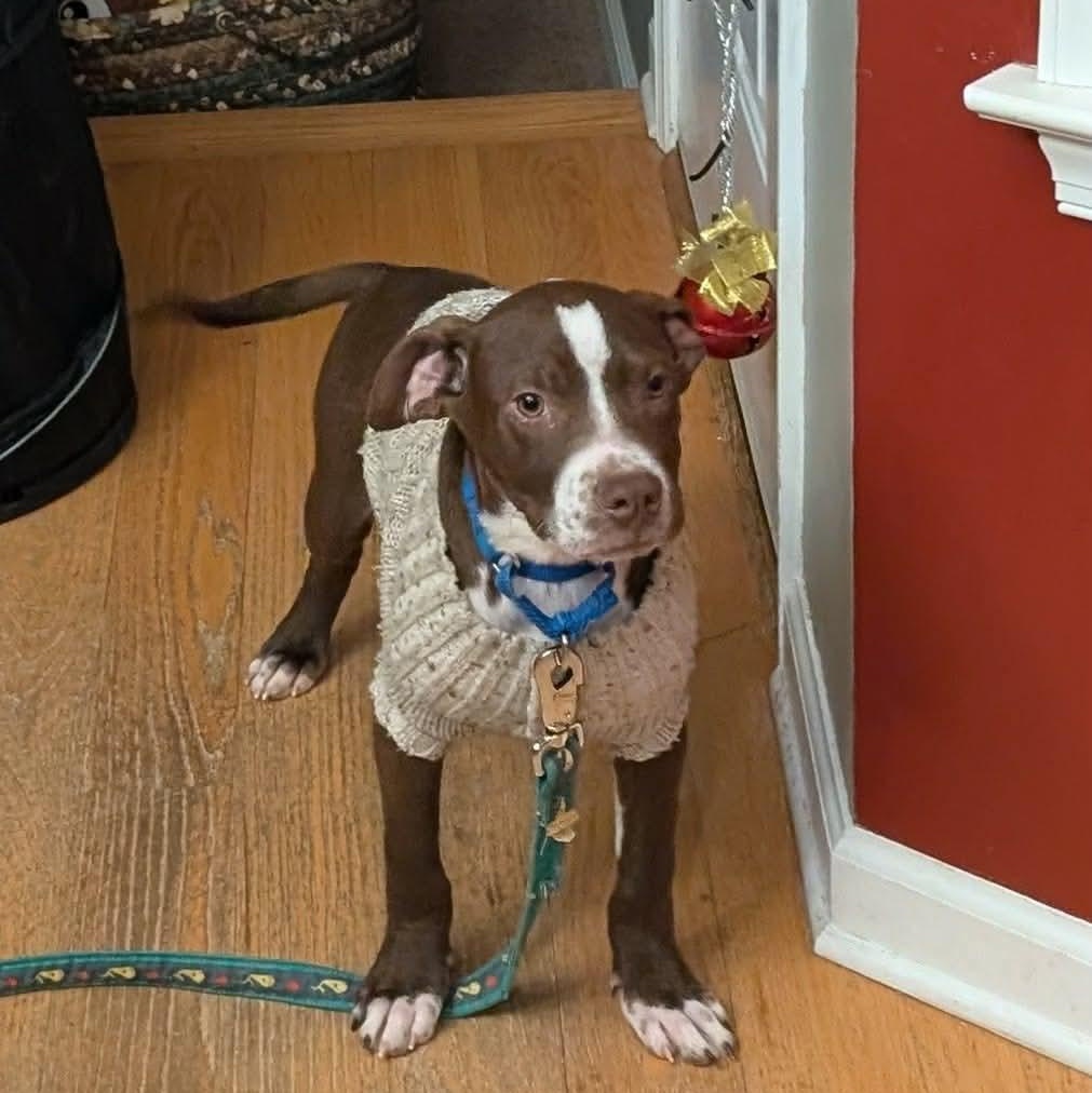 Enlarge Brussel Sprout, a ADOPTABLE mixed breed in Bethlehem, PA image 3/6